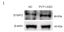Synaptopodin Antibody - Fig.