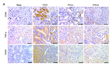 TNF alpha Antibody - Figure 7.
