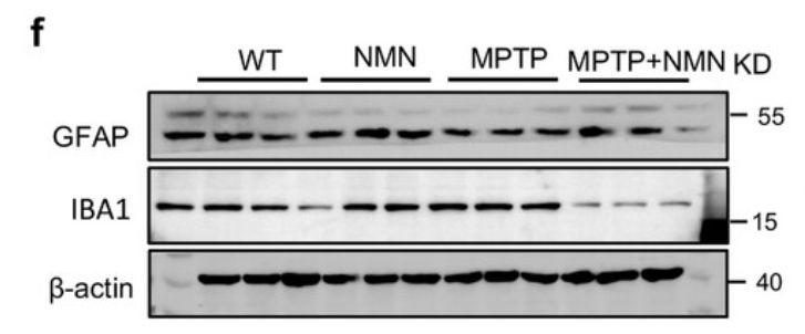 GFAP Antibody - Figure 8 MPTP-induced reactive gliosis and synaptic disruption were attenuated by NMN treatment: a) RT-qPCR analysis revealed that the expression of genes such as Il-1β, II-6, Tnf, Nos2, Ccl2, and Ccl2 (n = 3 independent samples; One-way ANOVA).