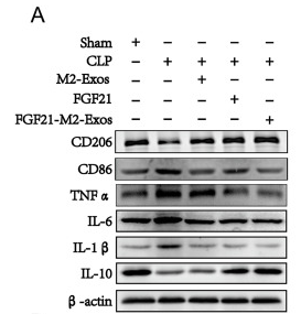 TNF alpha Antibody - Fig.