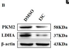 LDHA Antibody - Figure 2.