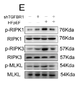 RIP3 Antibody - Fig 5.