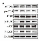 PI3K p85 alpha Antibody - Figure 7.