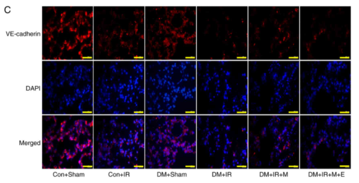 VE-cadherin Antibody - Figure 2.