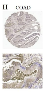 SLC16A3 Antibody - Fig.