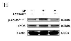 Phospho-nNOS (Ser1417) Antibody - Fig.