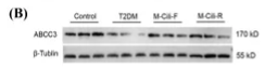 ABCC3 Antibody - Figure 8.