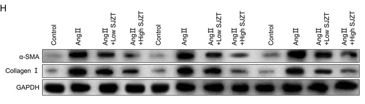 alpha-SMA Antibody - Figure 6.