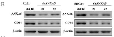 CD44 Antibody - Figure 10.