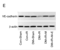 VE-cadherin Antibody - Figure 2.