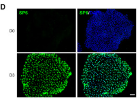 SP6 Antibody - Figure 4 SP6 depletion impairs SE commitment (A) Genome browser view of FOXO4, H3K4me3, and RNA-seq signal across SP6 loci.