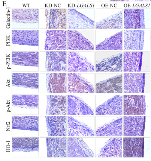 PI3K p85 alpha Antibody - Fig.
