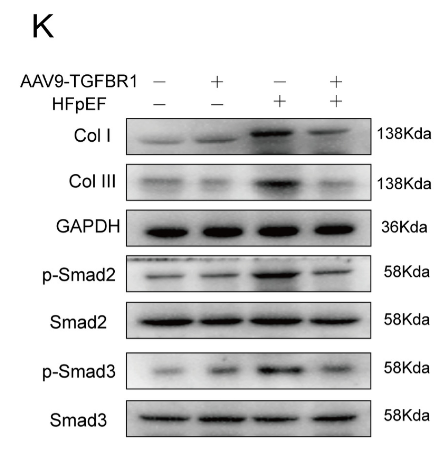 Collagen II Antibody - Fig 3.