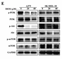 Phospho-PI3K p85 (Tyr458)[Tyr467]/p55 (Tyr199) Antibody - Fig.