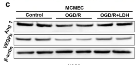 VEGFB Antibody - Fig.