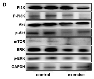 ERK1/2 Antibody - Fig.
