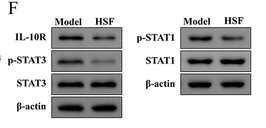 Phospho-STAT3 (Tyr705) Antibody - Figure 2 HSF ameliorates immunologic function in LLC-Luc allograft C57BL/6 mice.