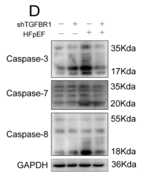 Caspase 3 Antibody - Fig 5.