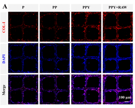 Vinculin Antibody - Figure 3.