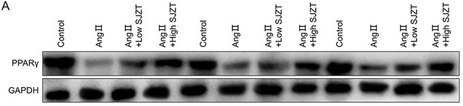 PPAR gamma Antibody - Figure 9.