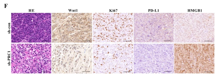 KI67 Antibody - Fig.