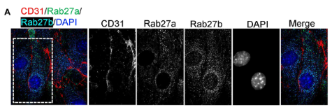 Phospho-CDK5 (Tyr239) Antibody - Fig.