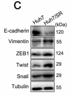 Twist1 Antibody - Fig.