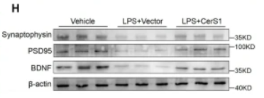 PSD95 Antibody - Fig.
