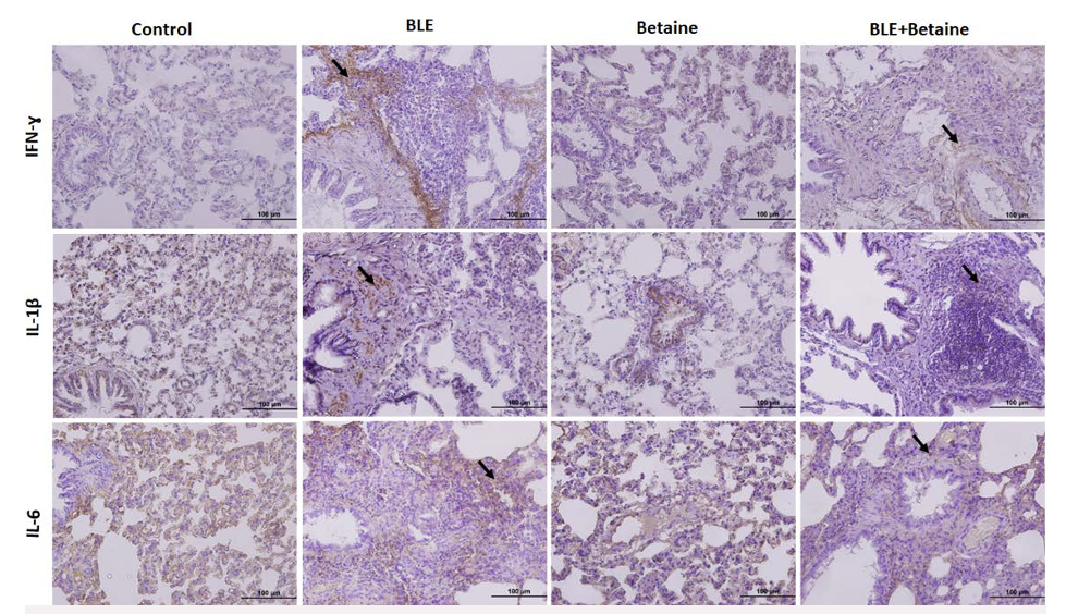 IL6 Antibody - Figure 4.