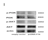 PIK3CB Antibody - Fig.