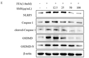 NLRP3 Mouse monoclonal Antibody - Figure 9.