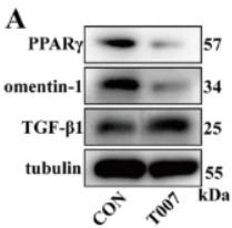 PPAR gamma Antibody - Fig.