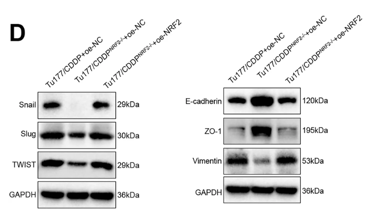Twist1 Antibody - Fig.