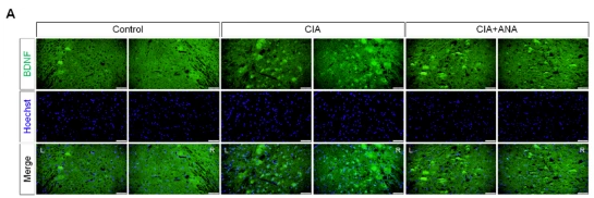 BDNF Antibody - Fig.
