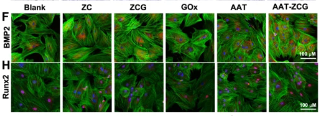 RUNX2 Antibody - Fig.