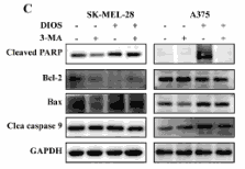 Bcl-2 Antibody - Fig.