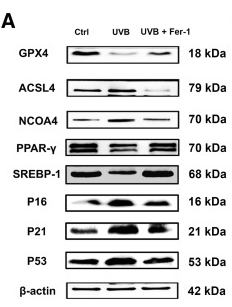 beta Actin Antibody - Figure 3.