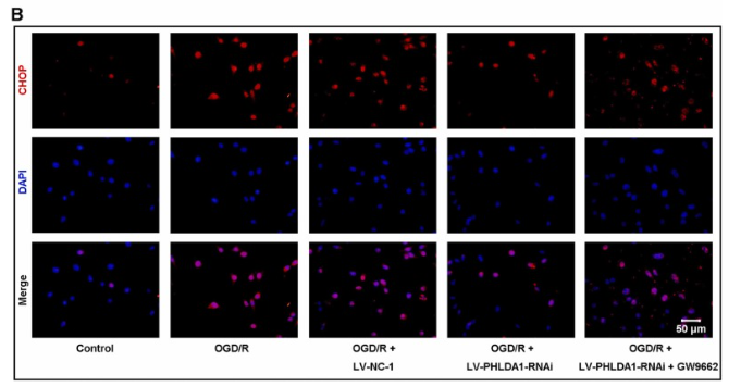 DDIT3/CHOP Antibody - Fig.