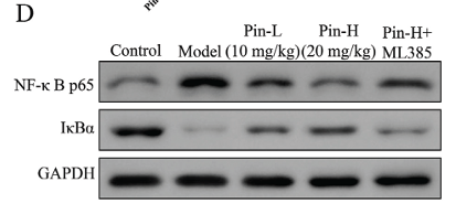 NF-kB p65 Antibody - Fig.