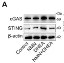 TMEM173/STING Antibody - Figure 7 NAD suppresses ferroptosis through inhibiting cGAS-STING pathways.