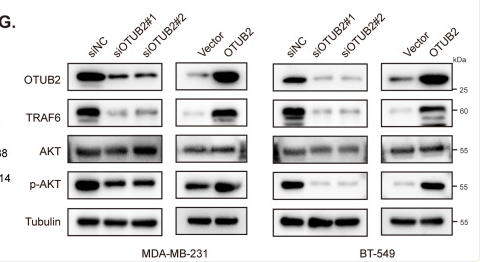 OTUB2 Antibody - Figure 5.