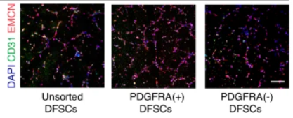 Endomucin Antibody - Fig.