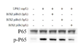NF-kB p65 Antibody - Fig.