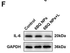 IL6 Antibody - Fig.