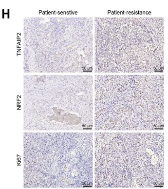 Ki67 Antibody - Fig.