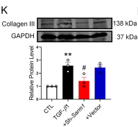Collagen III Antibody - Figure 2.