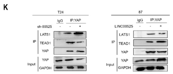 TEAD1 Antibody - Fig.