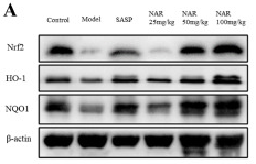 NQO1 Antibody - Figure 6 .