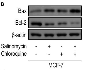 Bcl-2 Antibody - Fig.