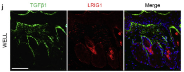 Phospho-MSP/MST1 (Thr353) Antibody - Figure S2.